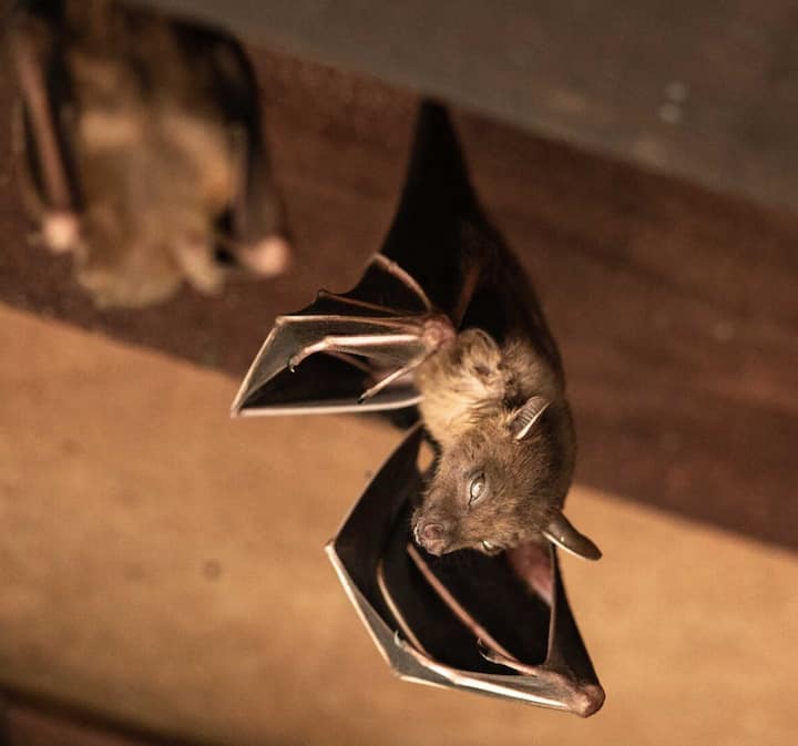 Expert bat removal services for a safe and humane solution in Troy